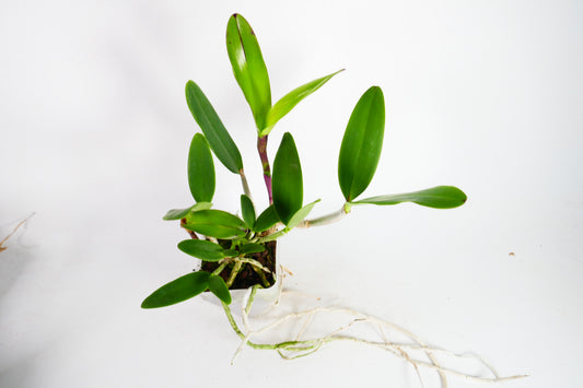 C. Summer Spot x Small World