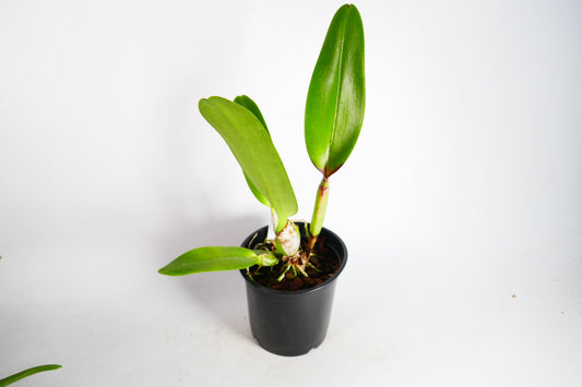 Rlc. Volcano Spring 'Volcano Queen'