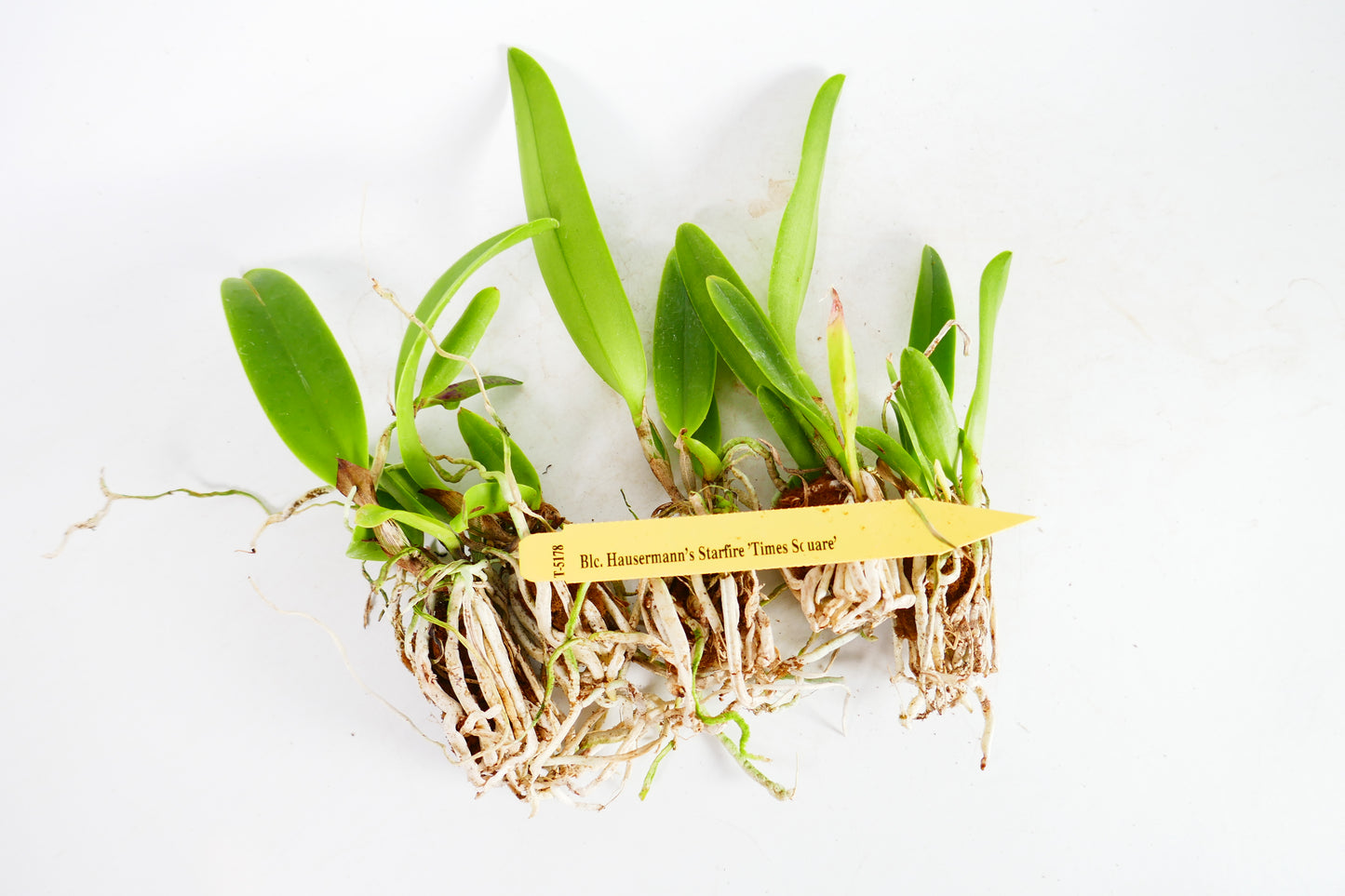 Blc. Hausermann's Starfire 'Times Square'