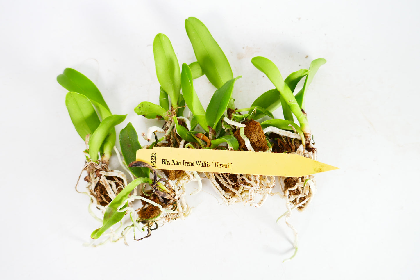 Blc. Nan Irene Wallis 'Hawaii'