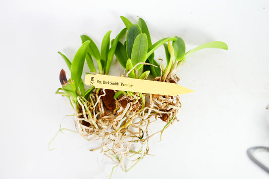 Blc. Ronald Canyon 'Kokohead'