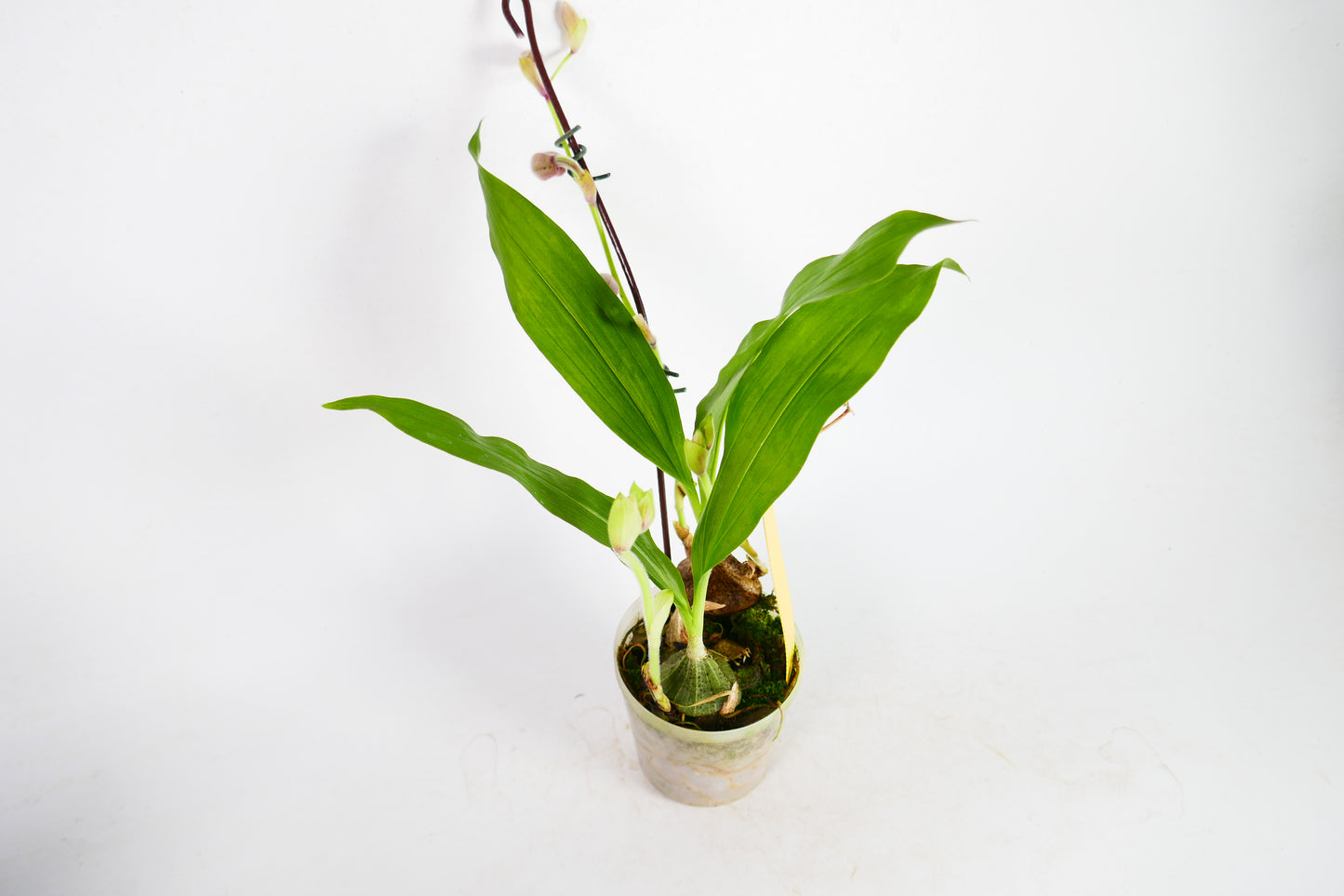 Ancistrochilus rothschildianus