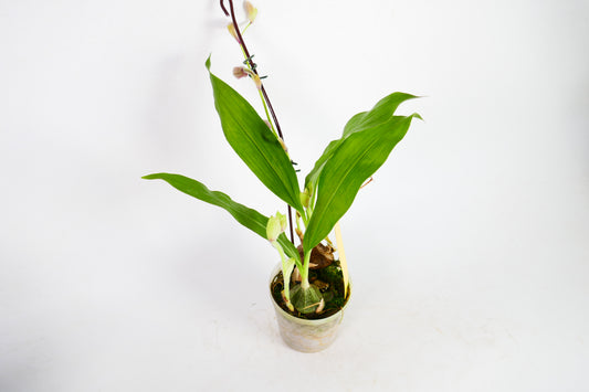 Ancistrochilus rothschildianus