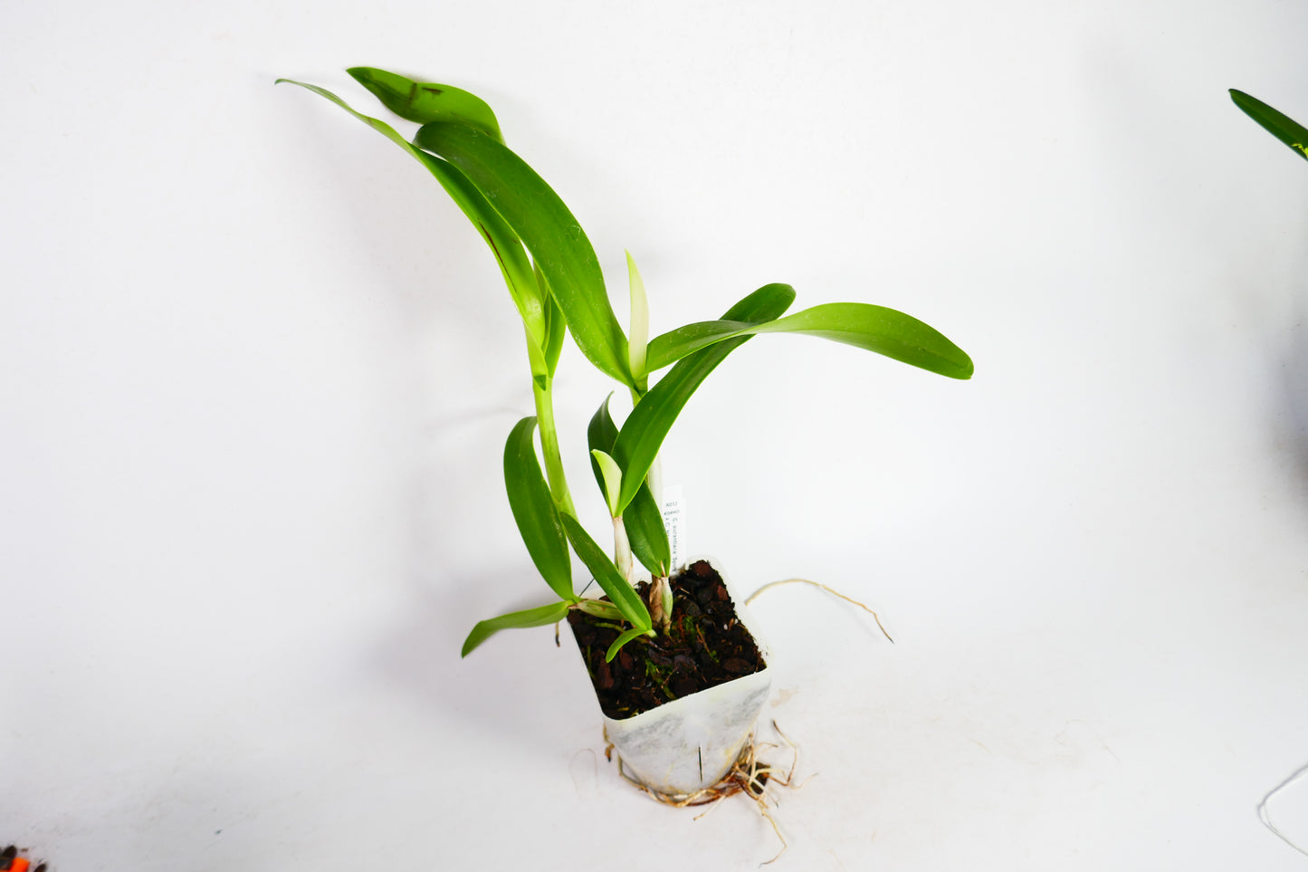 C. aurantiaca 'Spots' x C. Harmill 'Orange Glow'