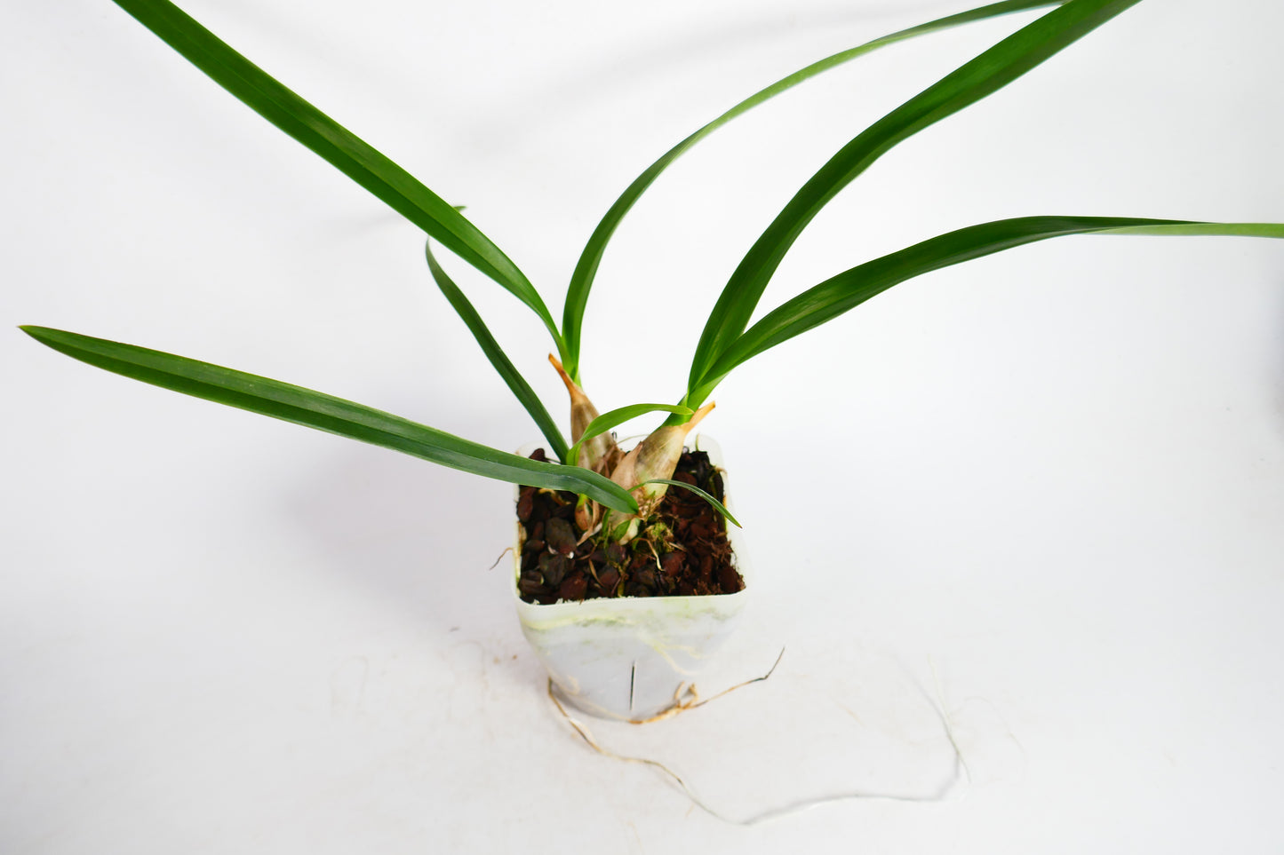 Encyclia Rioclarense (cordigera x randii)