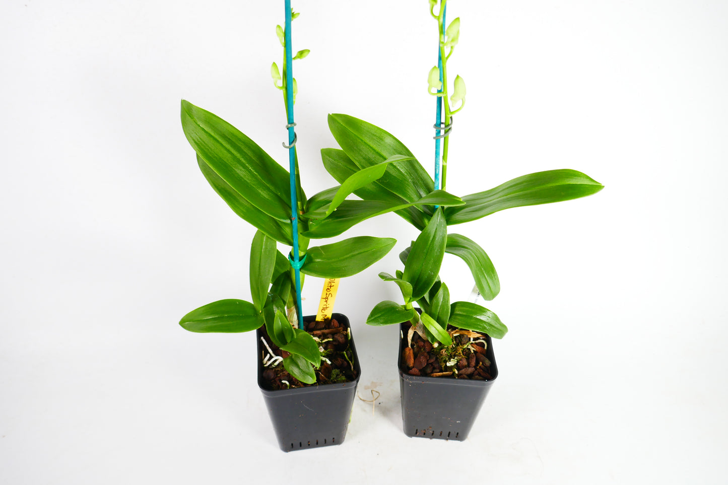 Den. White Sprite Mini