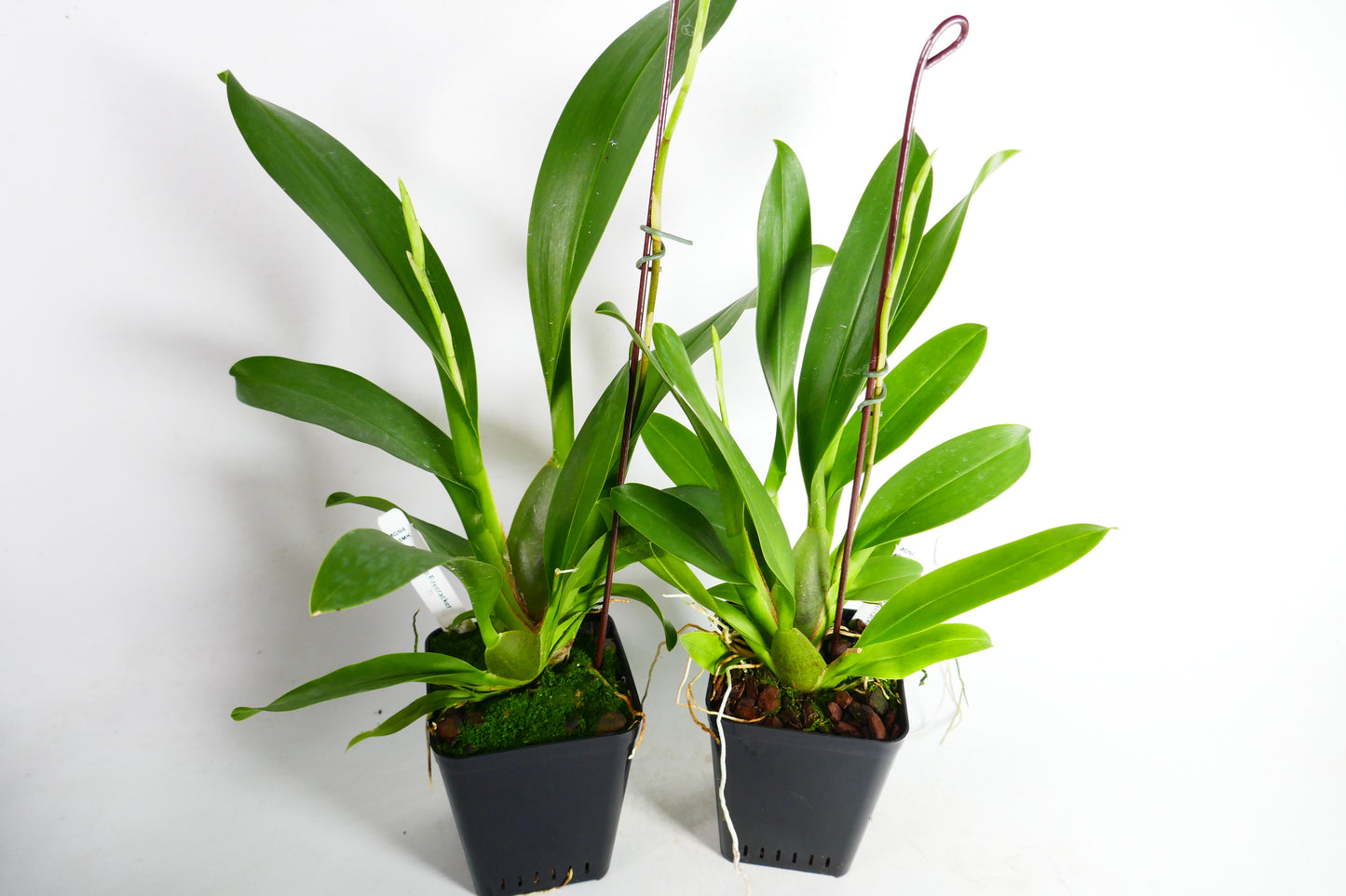 Onc. Hilo Firecracker 'Sangria'