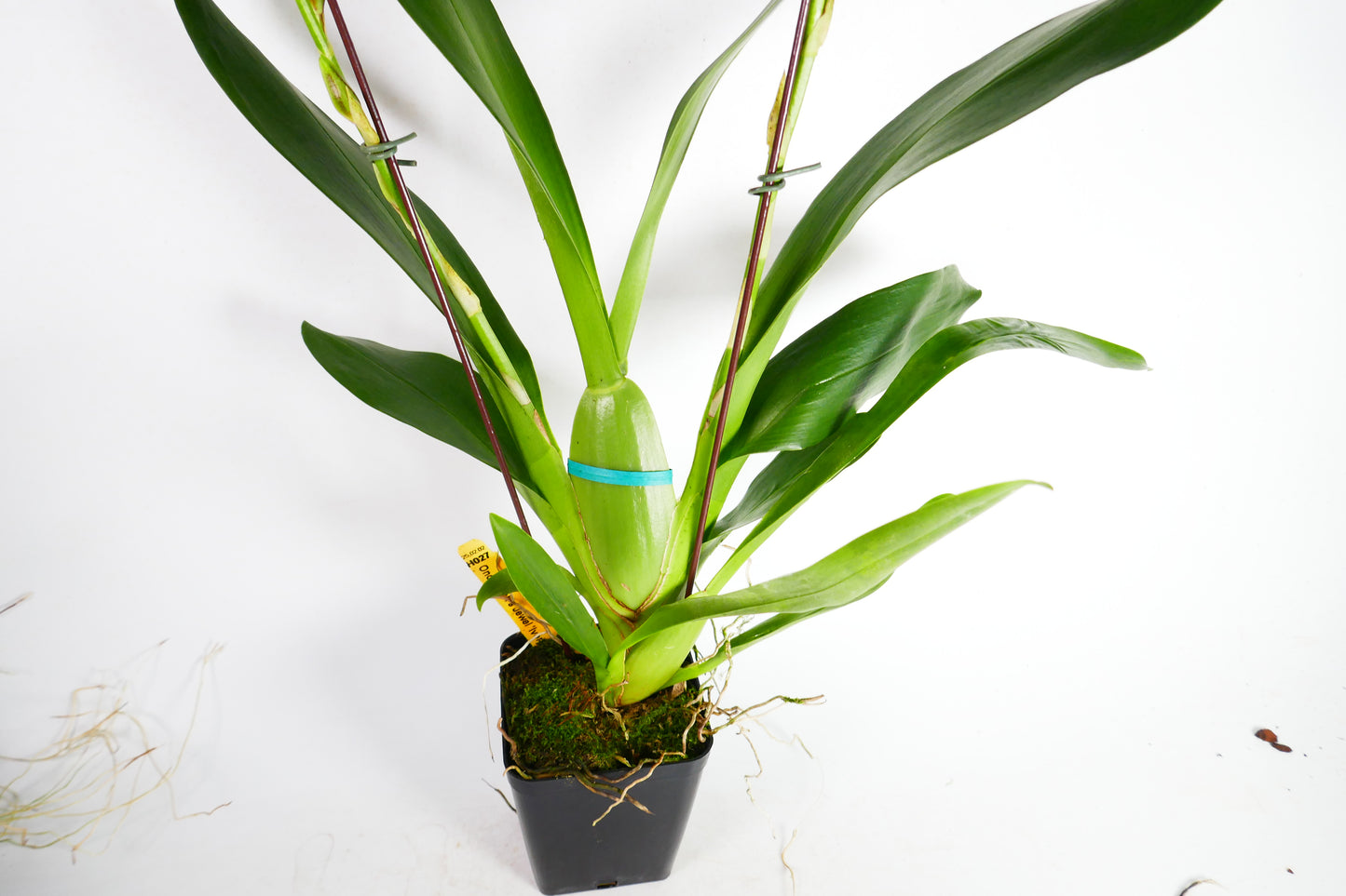 Onc. Witch's Jewel 'Ivory Lips'