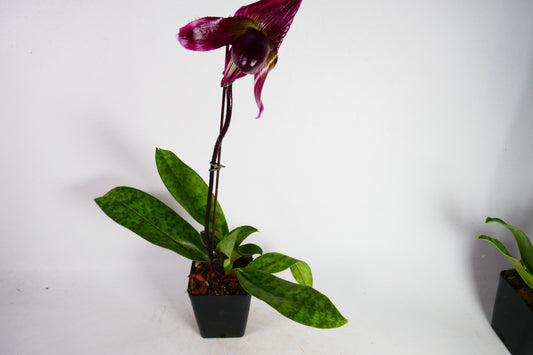 Paph. Mem Serafin Perez 'Christmas' x Hsinying Macasar '#1'