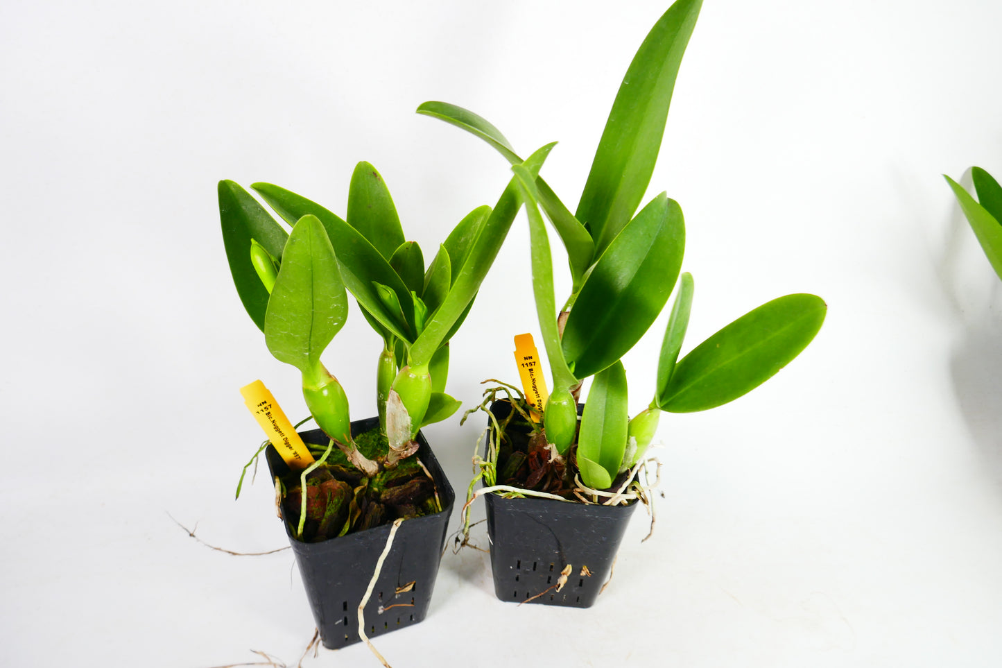 Blc. Nugget Digger '#57'