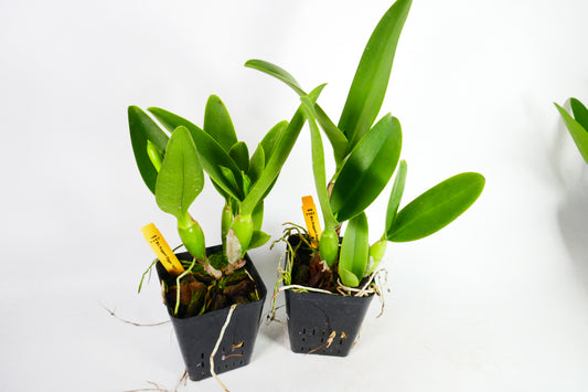 Blc. Nugget Digger '#57'