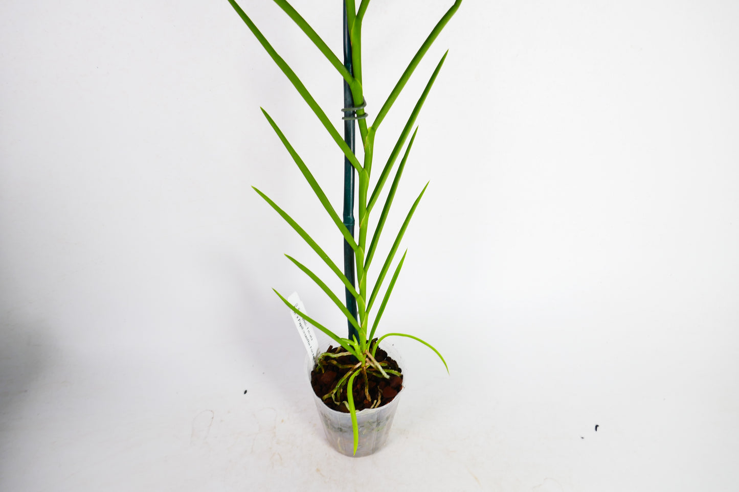 V. falcata x Papilionanthe hookeriana