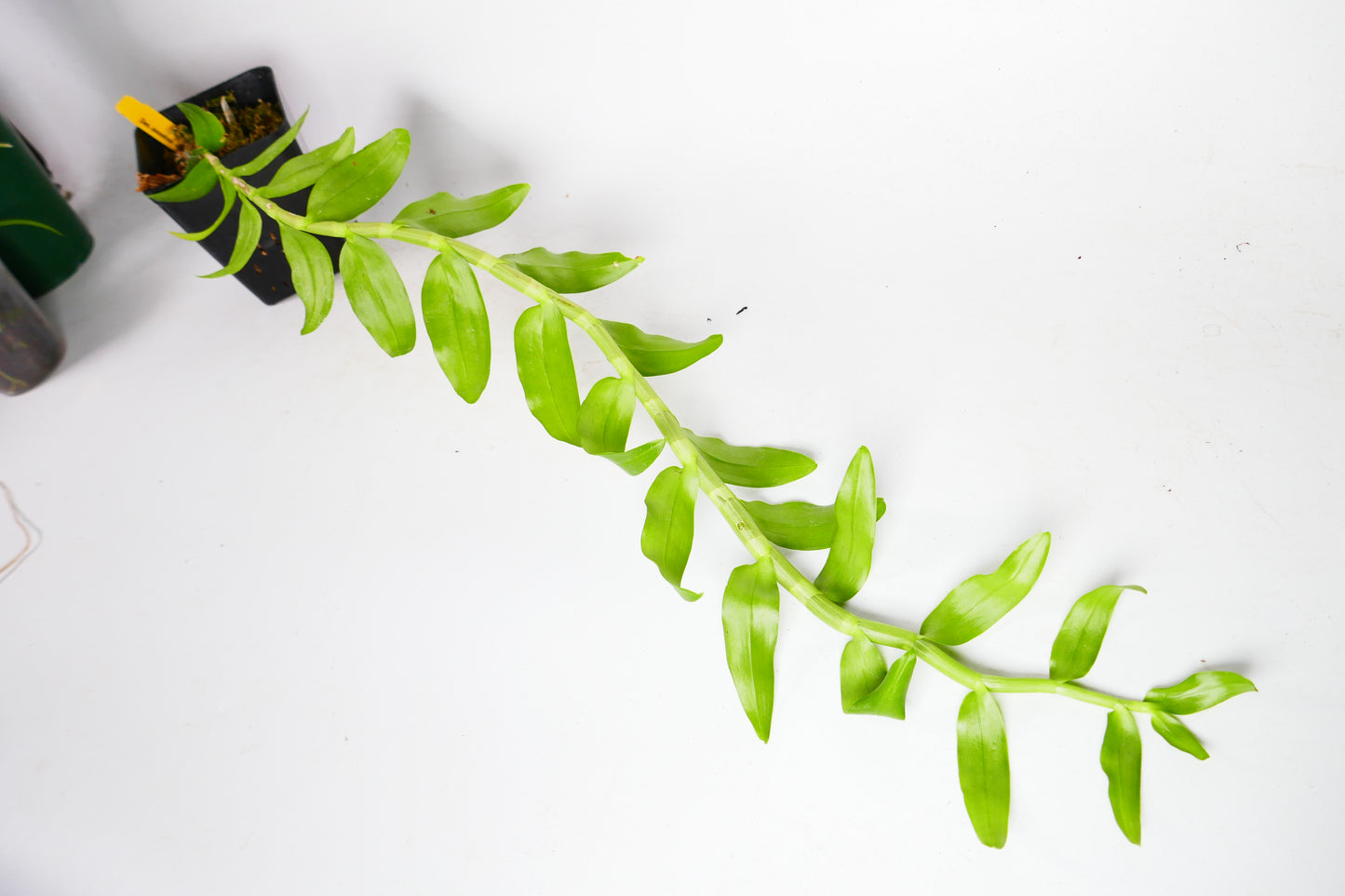 Den. anosmum Lavender