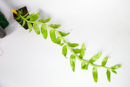 Den. anosmum Lavender