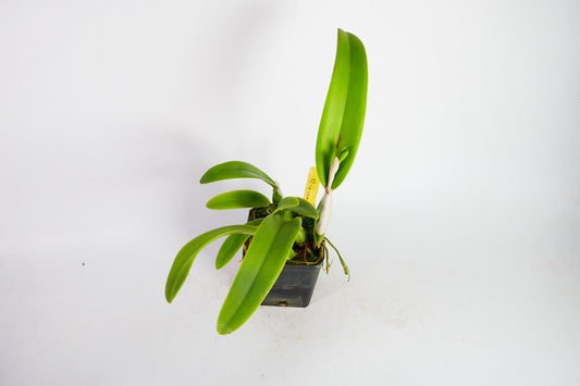 Pot. Love Passion 'Orange Bird'