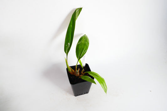 Aganisia cyanea x sib