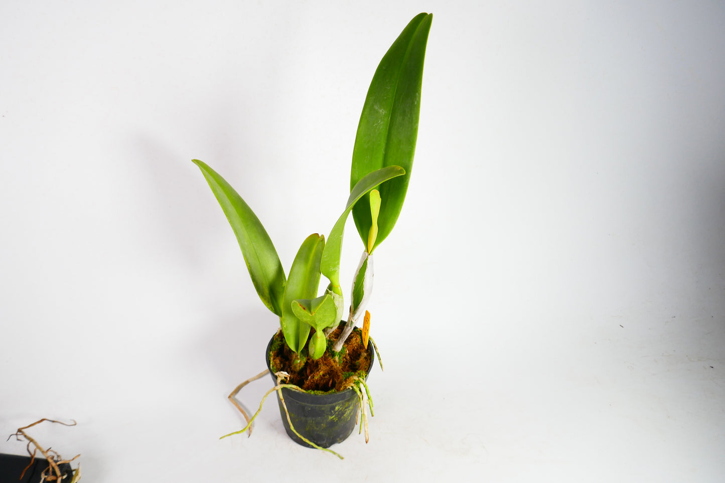 Lc. Irene Finney 'Spring Bounty'