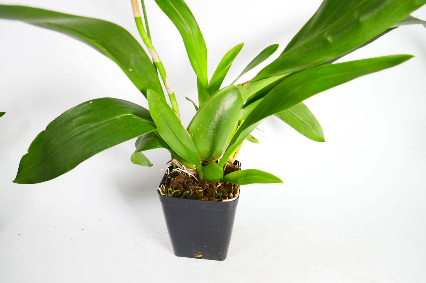 Onc. Firecracker 'New Year'