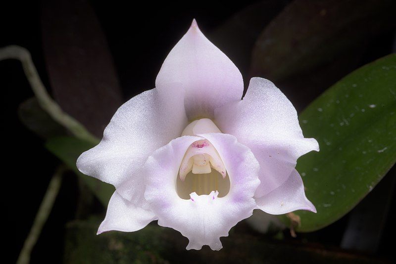 C. alaorii 'Tokyo' x 'Brazil'