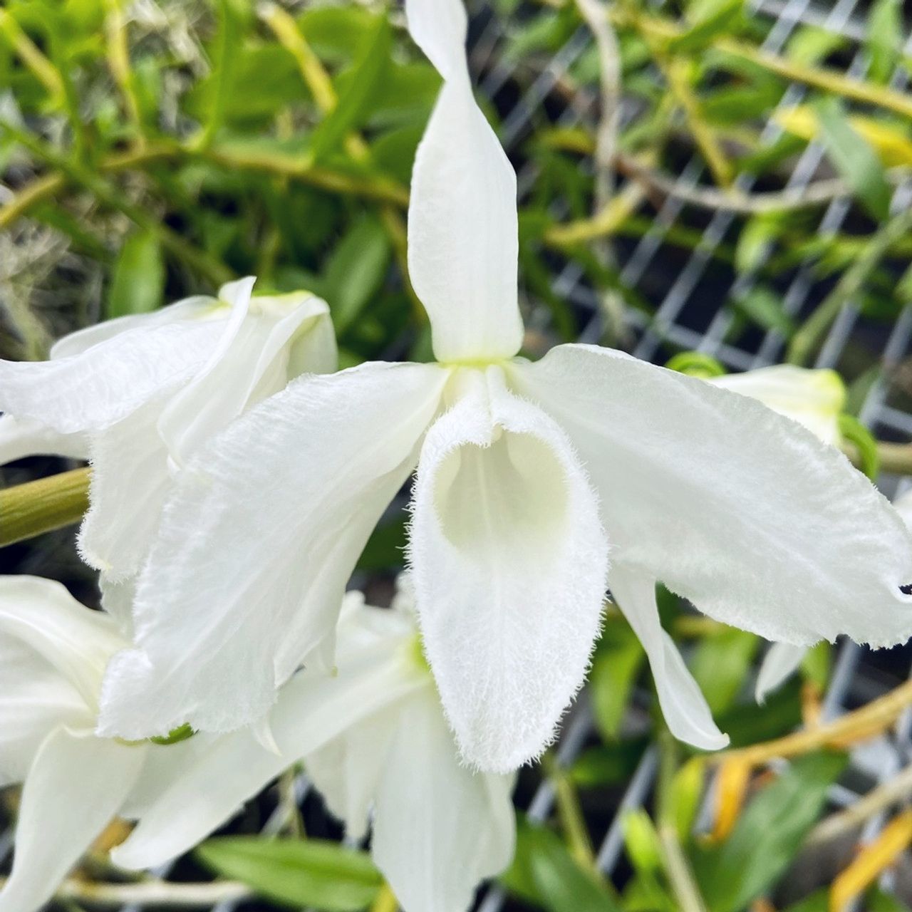 Den. anosmum 'Super White'