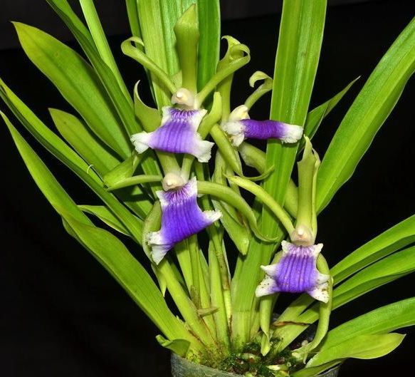 Cochleanthes aromatica x self