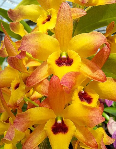 Den. Asian Bride x Den. Omokage