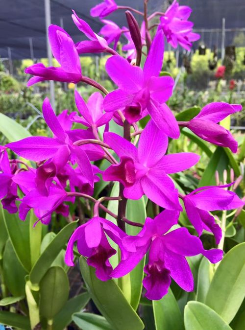 Guarianthe bowringiana