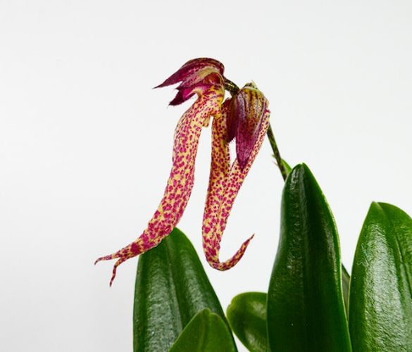Bulb. UNKNOWN ID