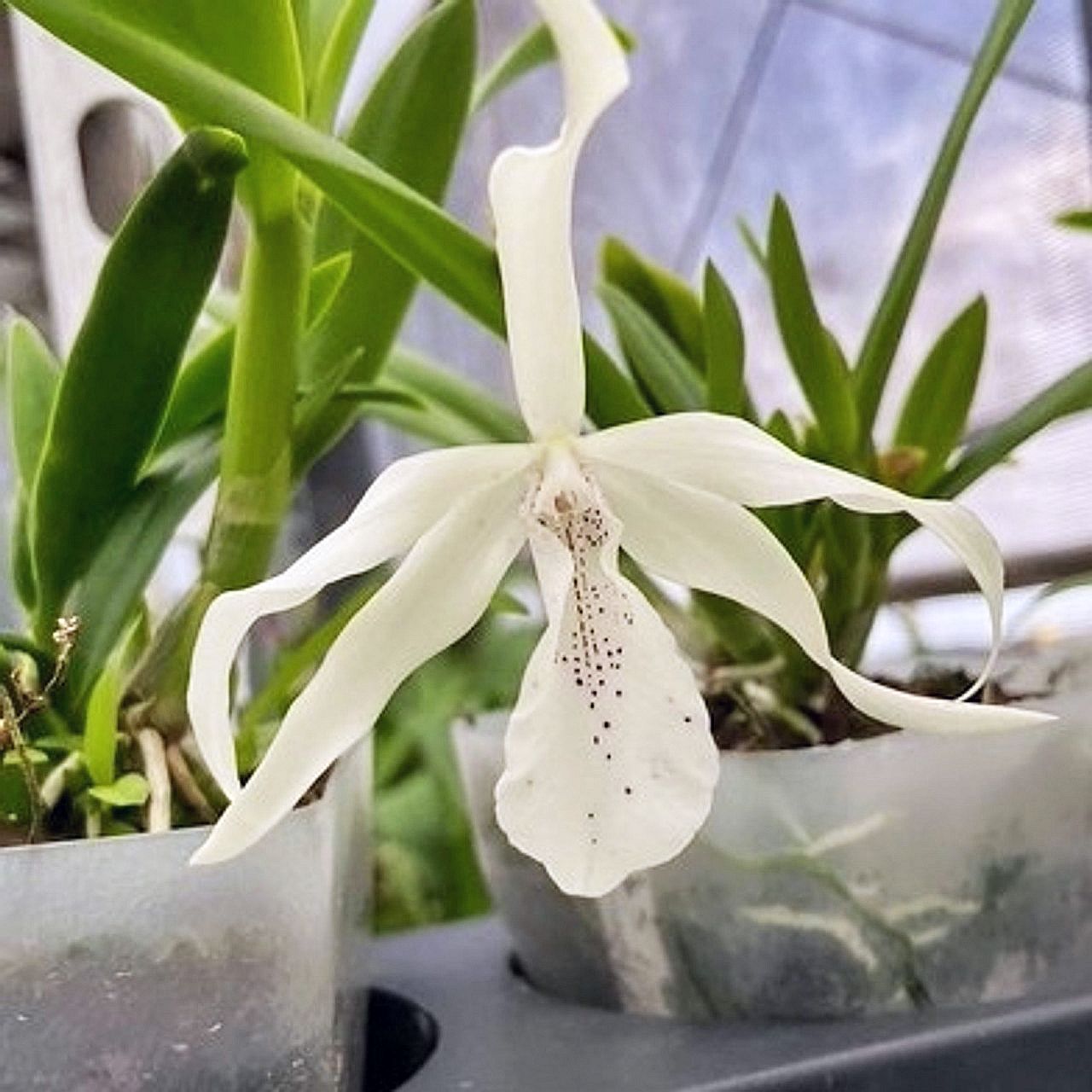 Caulavola Colmanii