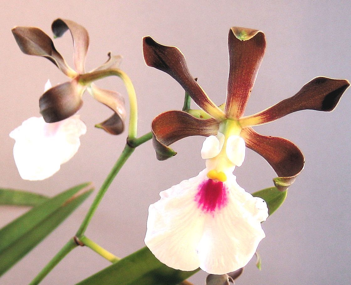 Enc. cordigera x sib