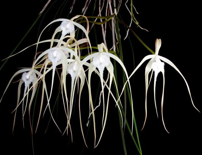 B. cucullata x sib