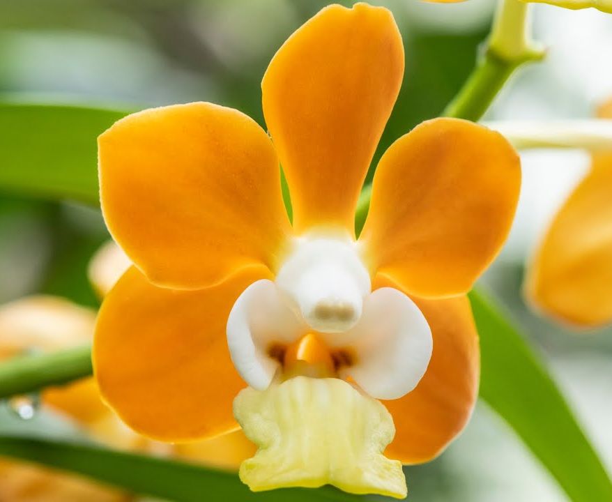 Vanda denisoniana 'Maui Gold' x self