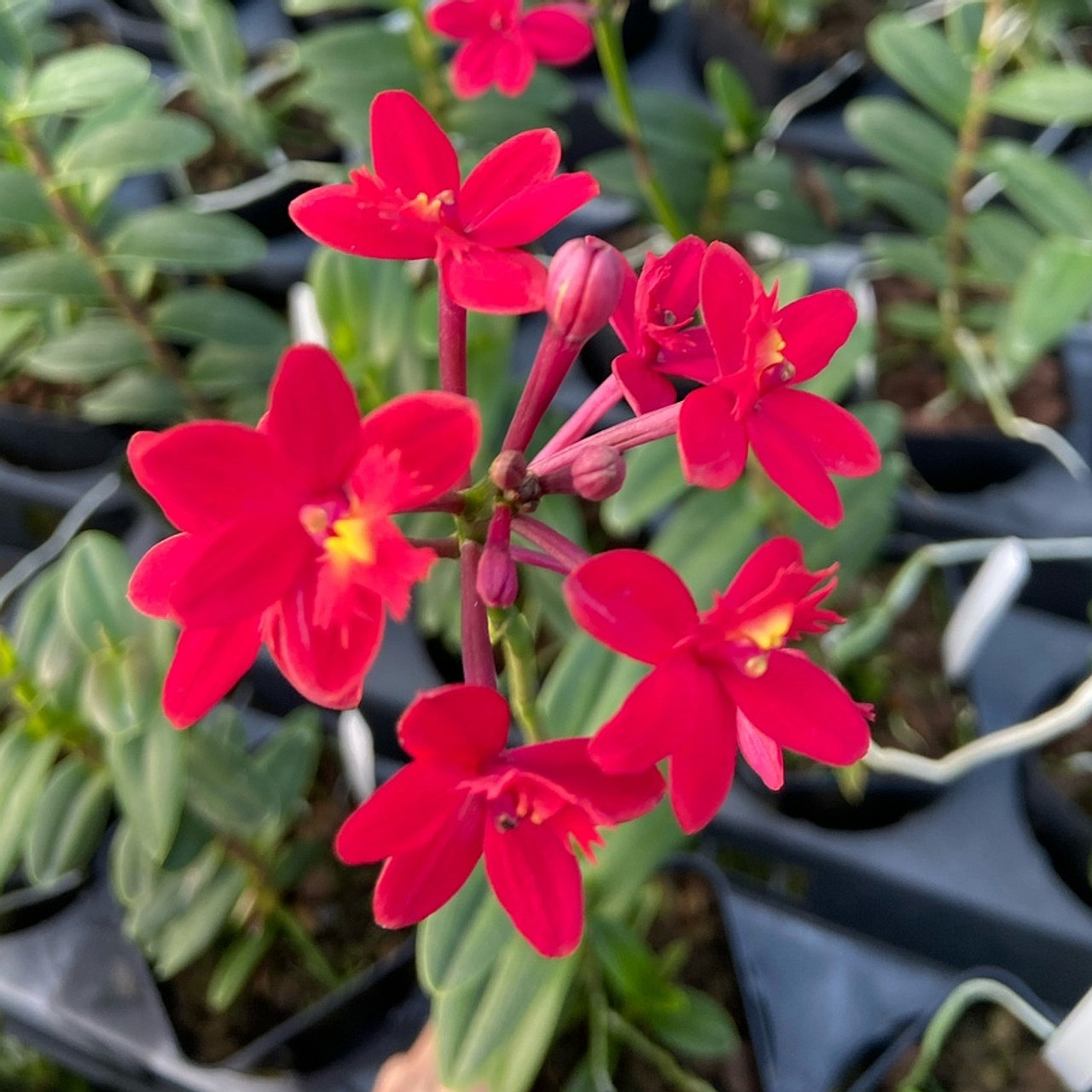 Epi. Comet Valley x Epi. Rose Valley