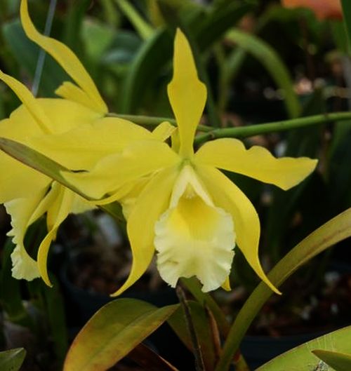 Blc. Everything Nice 'Showtime'