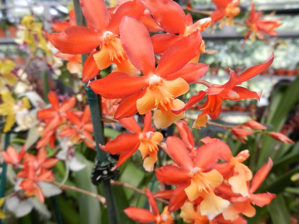 Wils. Gay Spice 'Electric Orange'