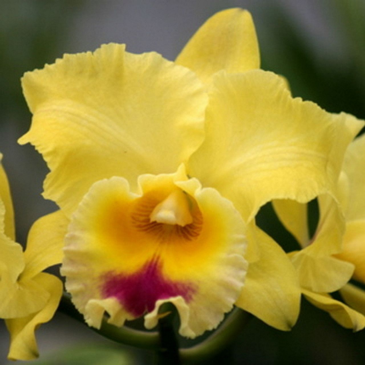 Blc. Goldenzelle 'Lemon Chiffon'