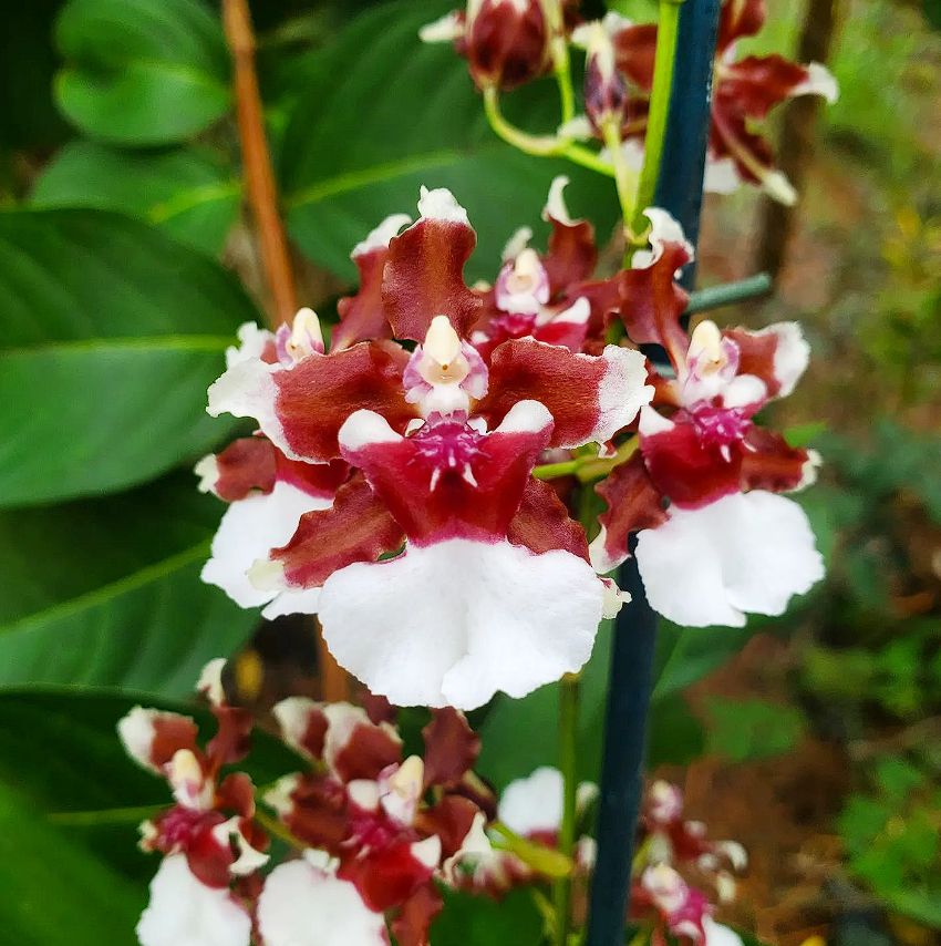 Onc. Heaven Scent 'Redolence'