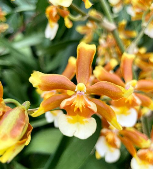 Onc. Hilo Firecracker 'Lucky Strike'