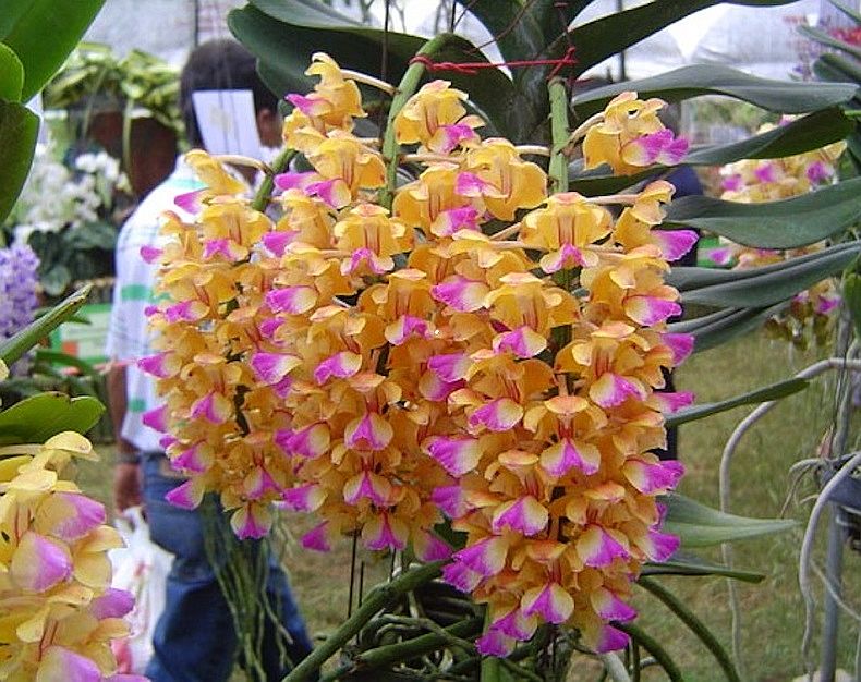 Aer. quinquevulnera x houlletiana