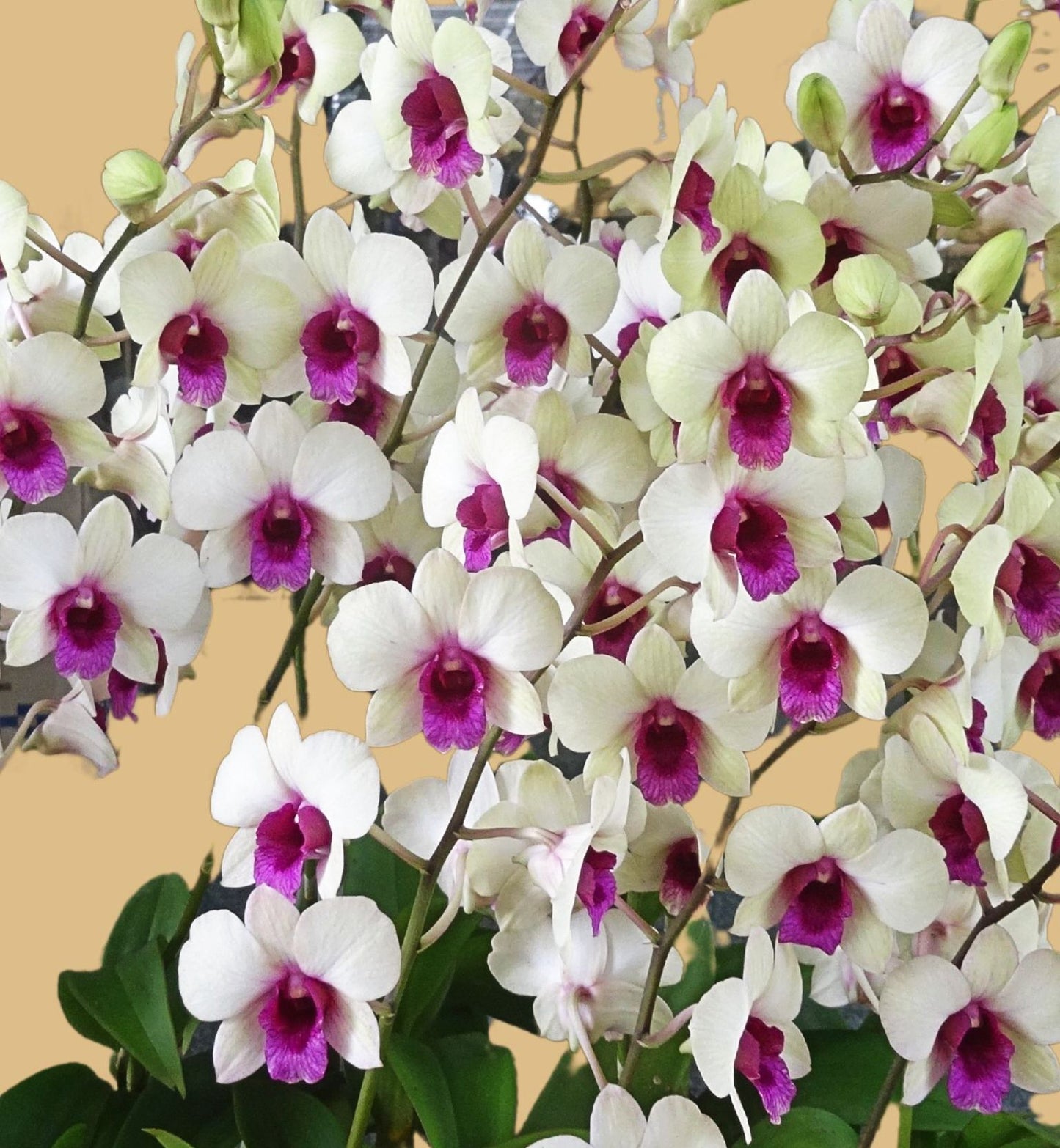 Den. Jade Classic