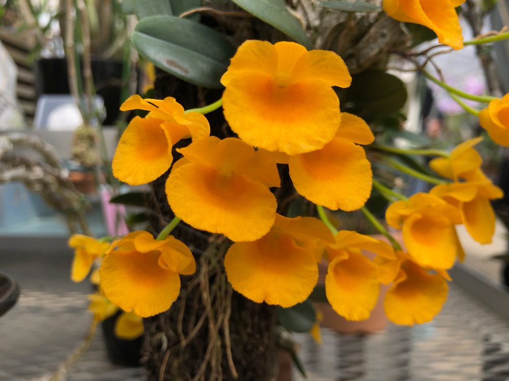 Den. jenkinsii