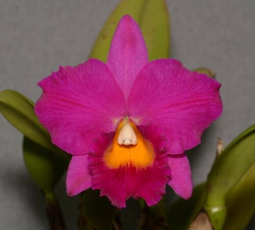 Pot. Jerry Rehfield 'Red Flare'