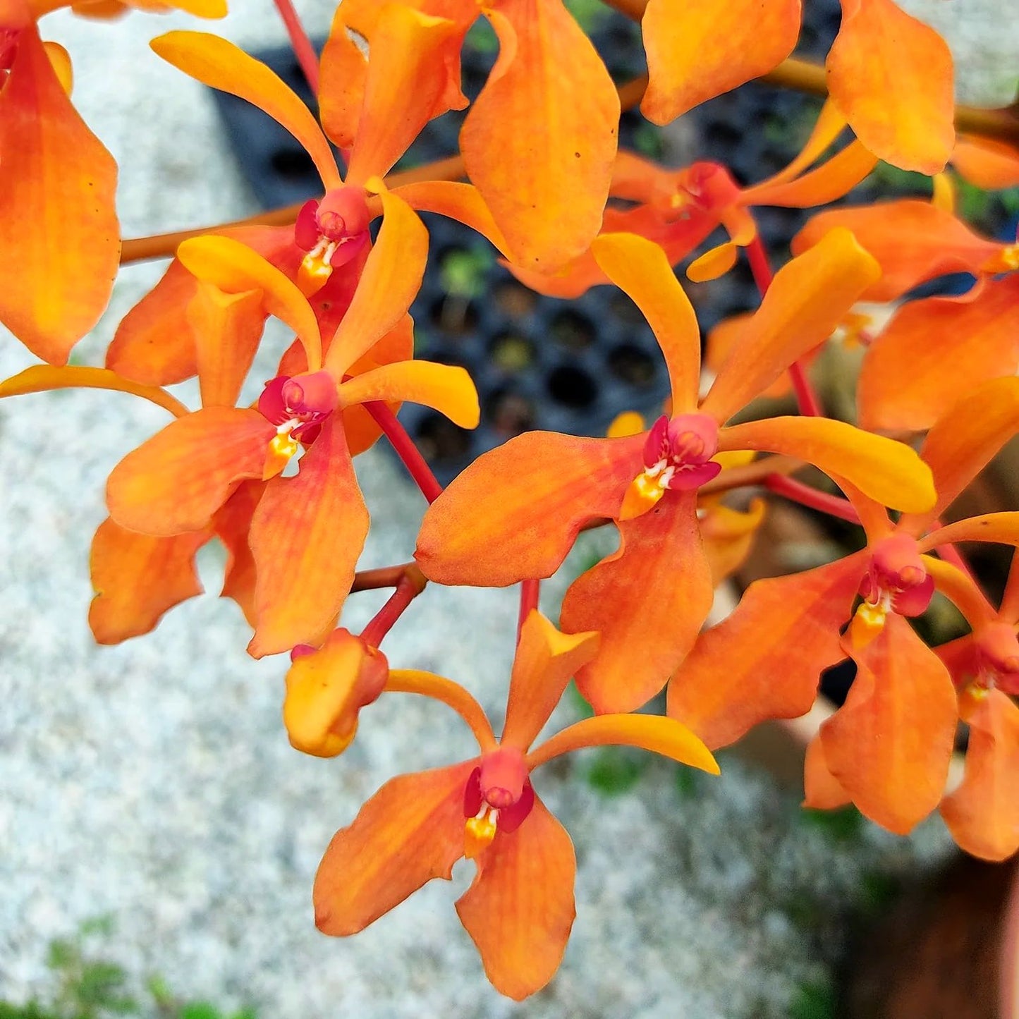 Ren. Kalsom 'Carmela's Orange'