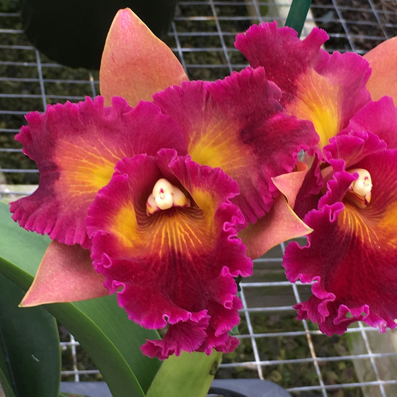 Rlc. Kilauea Sunrise 'Dark Splash'