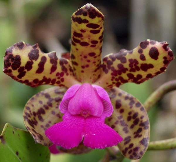 C. Peckhaviensis x Landate