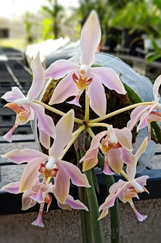 Pps. laycockii x sib (Paraphalaenopsis)