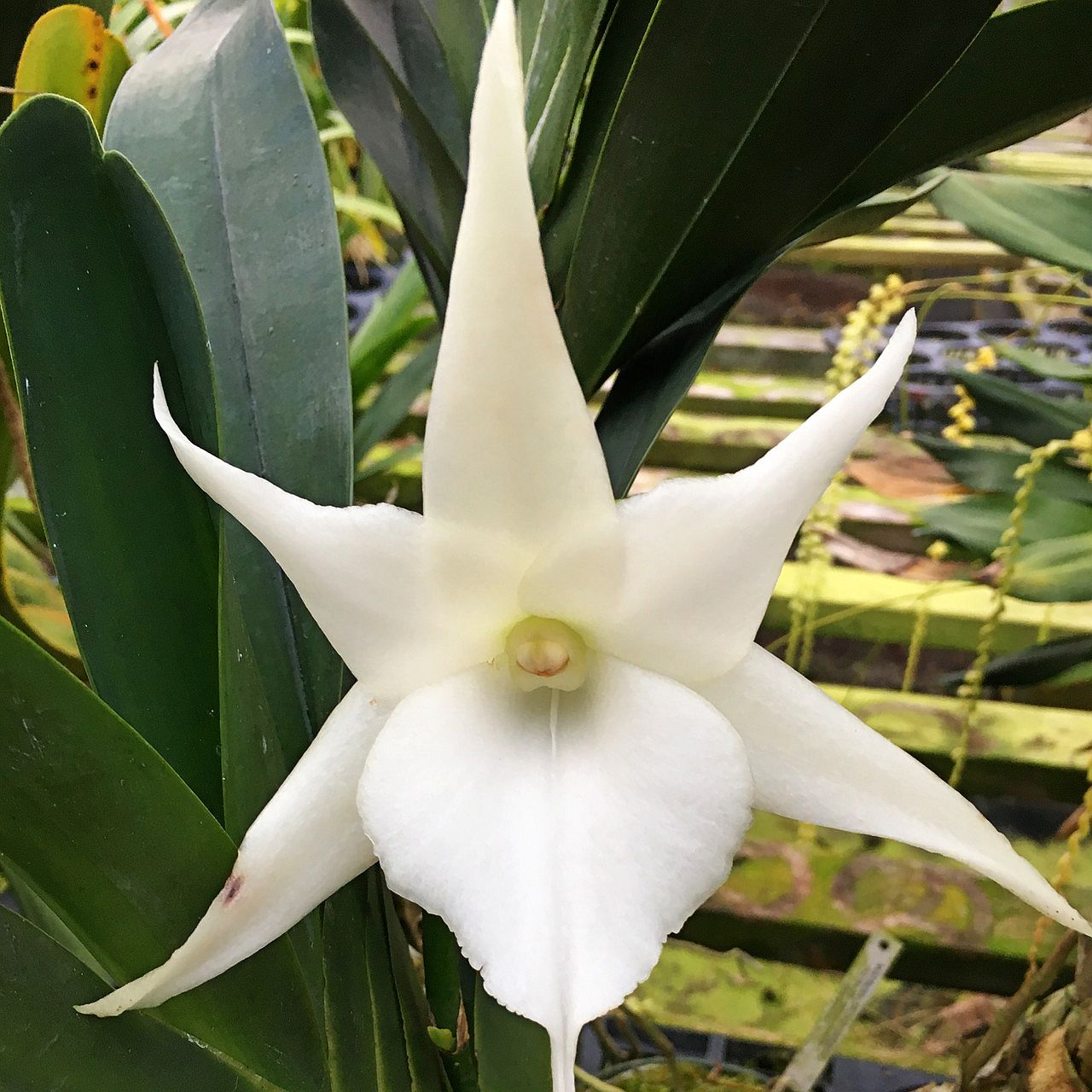 Angcm. Lemford White Beauty