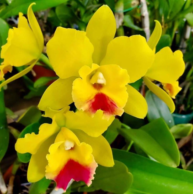 Rth. Lemon Drop 'NN'
