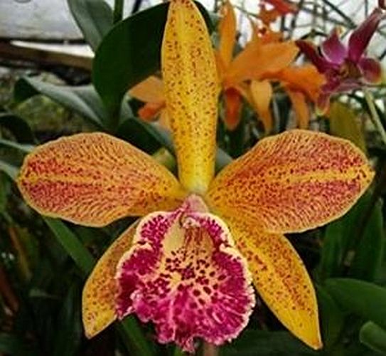 Blc. Hawaiian Leopard 'Mei-Ling'