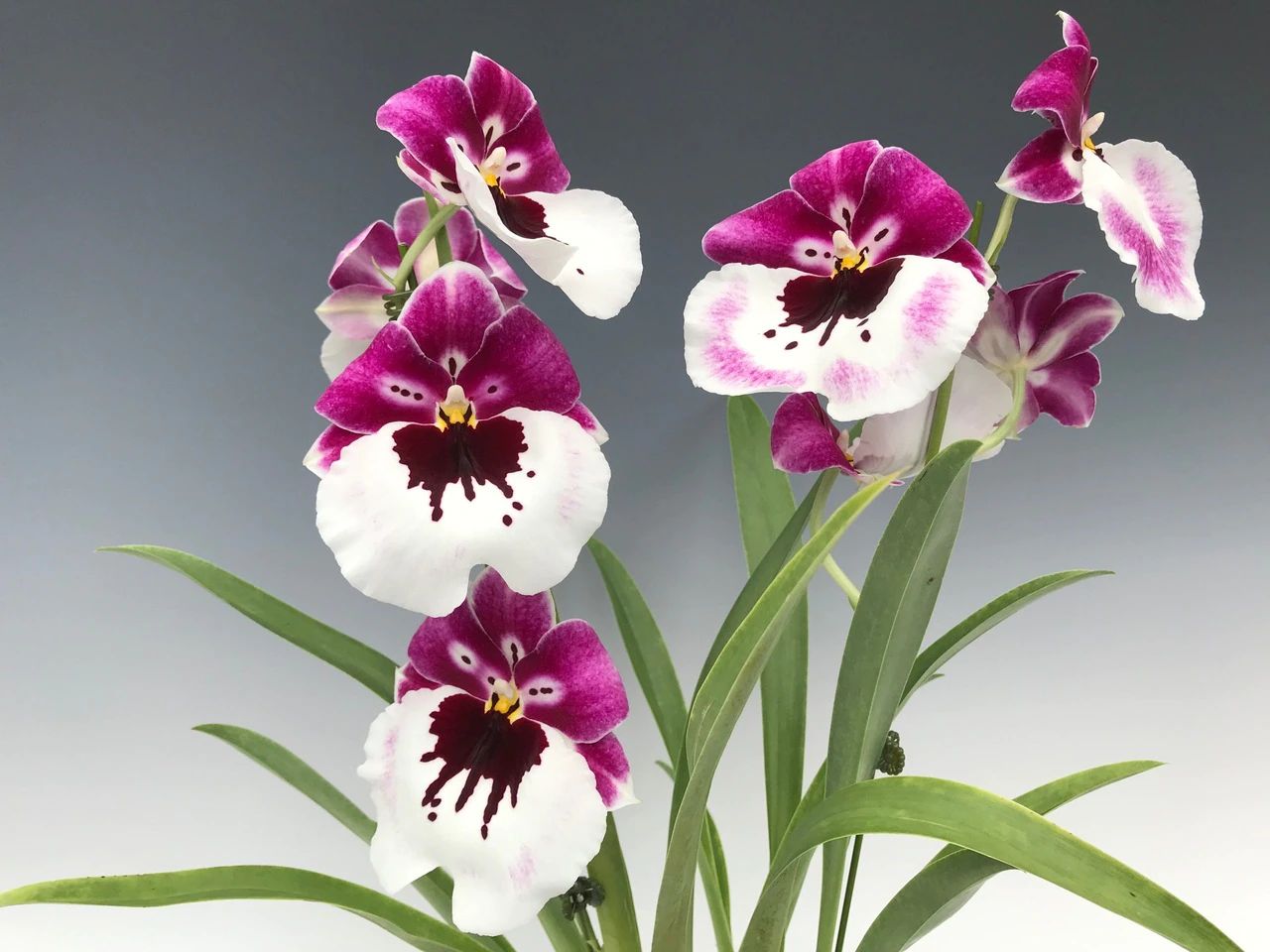 Milt. Lila Fearneyhough 'Ethel'